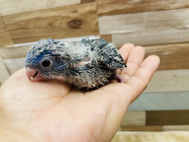 サザナミインコ