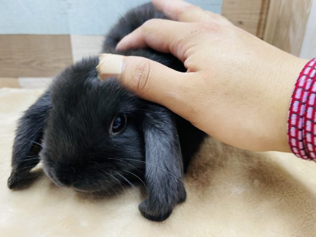 ホーランドロップ