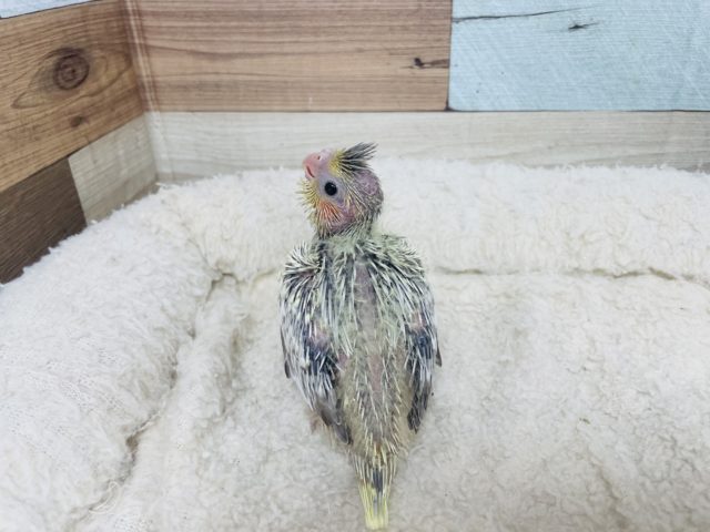 オカメインコ