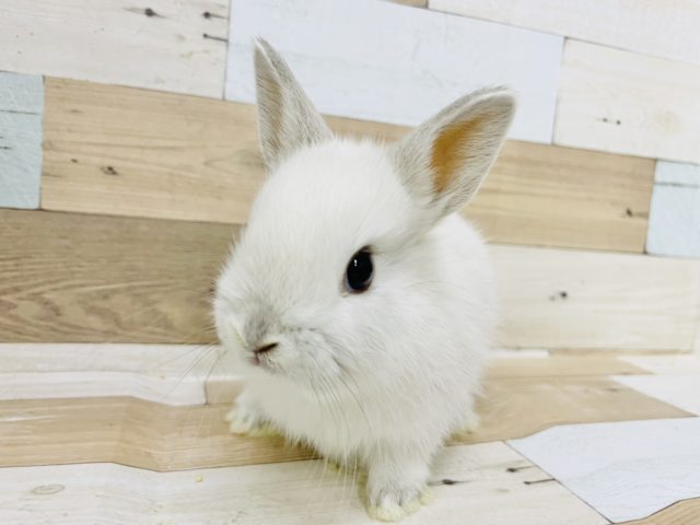 ネザーランドドワーフ