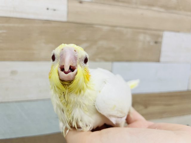 オカメインコ