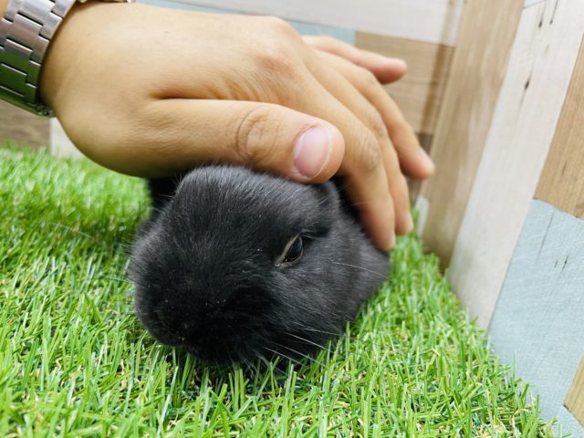 ネザーランドドワーフ