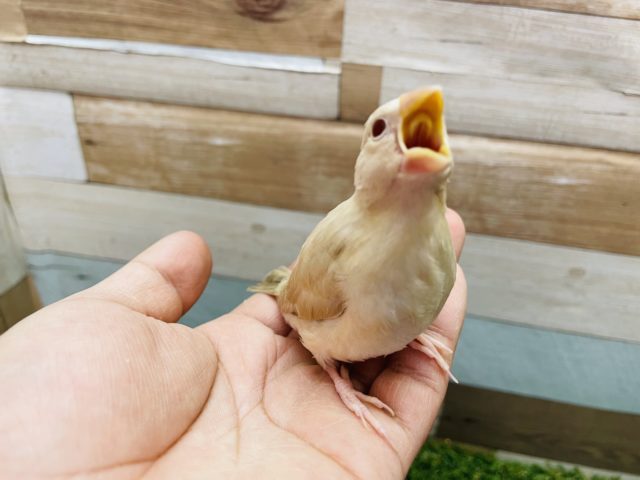 シナモン文鳥