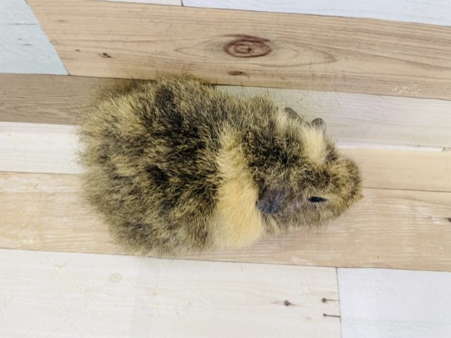 メリノモルモット