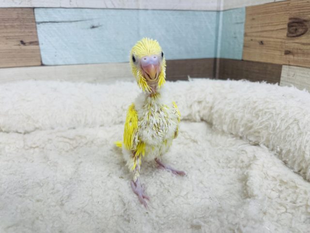 セキセイインコ