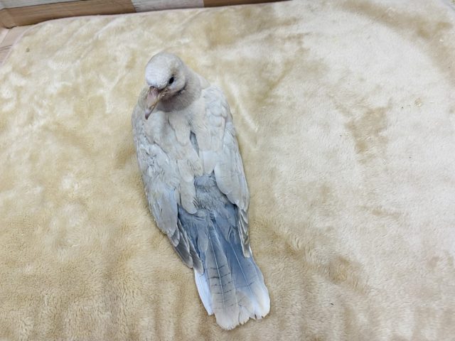 ジュズカケバト