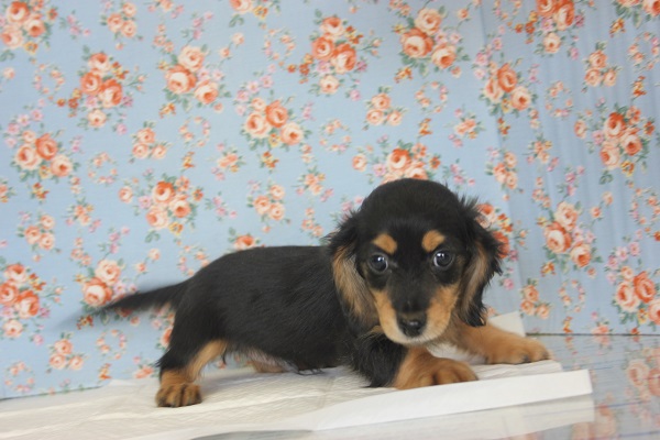 ミニチュアダックス