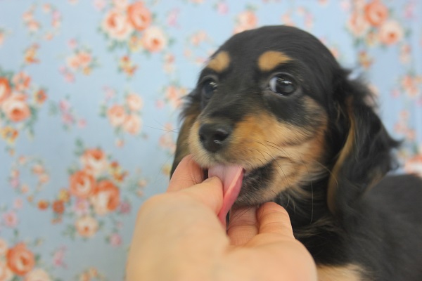 ミニチュアダックス