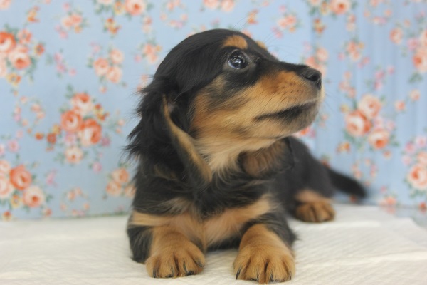 ミニチュアダックス