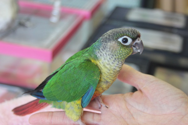 ワキコガネウロコインコ