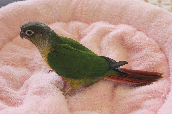 ワキコガネウロコインコ