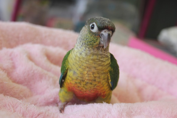 ワキコガネウロコインコ