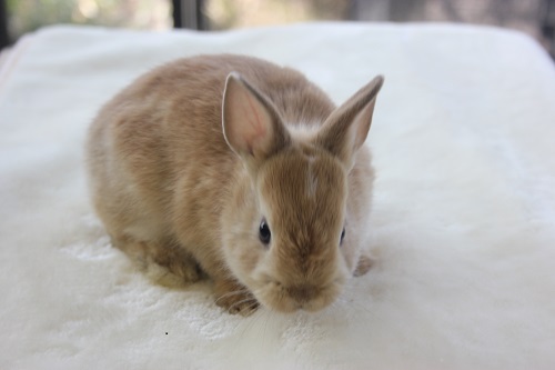 ドワーフラビット