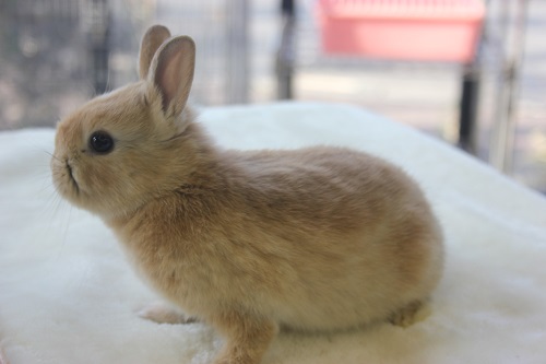 ドワーフラビット