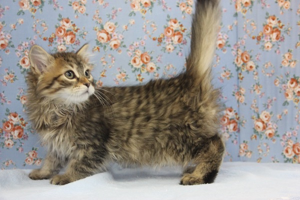 漂う野生感😼♥イケメンサイベリアンくんです♂ サイベリアン