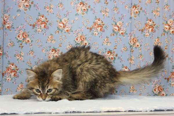 漂う野生感😼♥イケメンサイベリアンくんです♂ サイベリアン