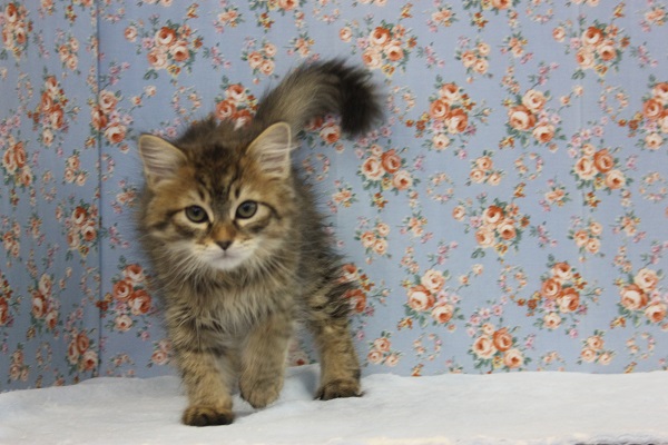 漂う野生感😼♥イケメンサイベリアンくんです♂ サイベリアン