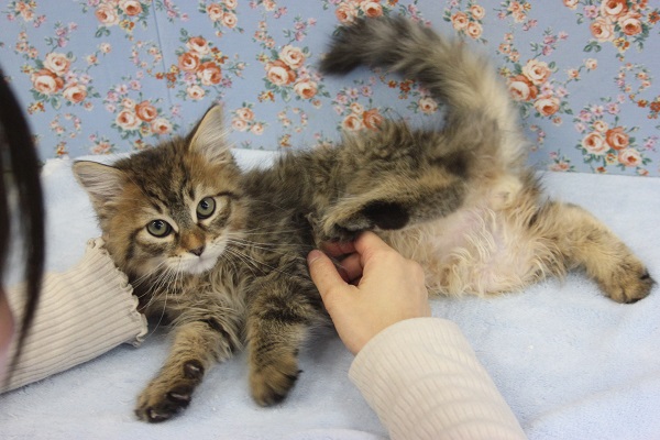 漂う野生感😼♥イケメンサイベリアンくんです♂ サイベリアン