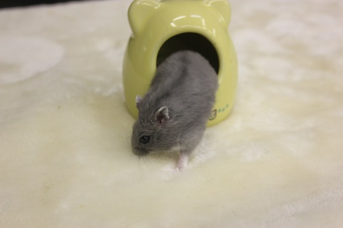 ジャンガリアン