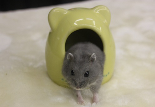 ジャンガリアン