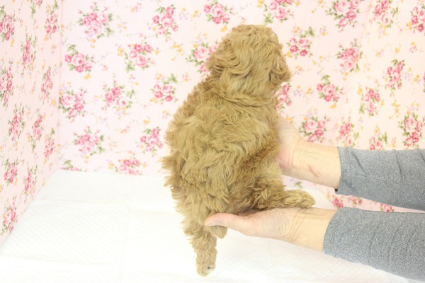 トイプードル