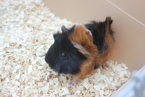 アビシニアンモルモット