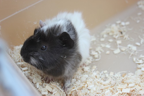 アビシニアンモルモット