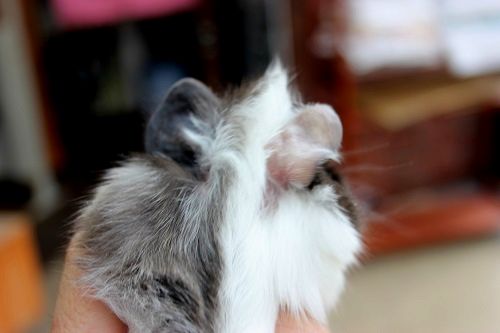 アビシニアンモルモット