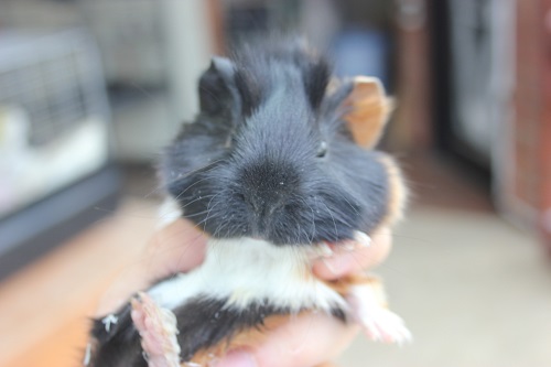 アビシニアンモルモット