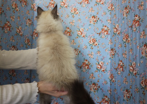 おおらかでとってもキレイなおめめのラグドールくんです💎♂ ラグドール