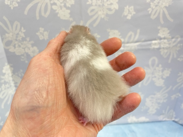 ゴールデンハムスター