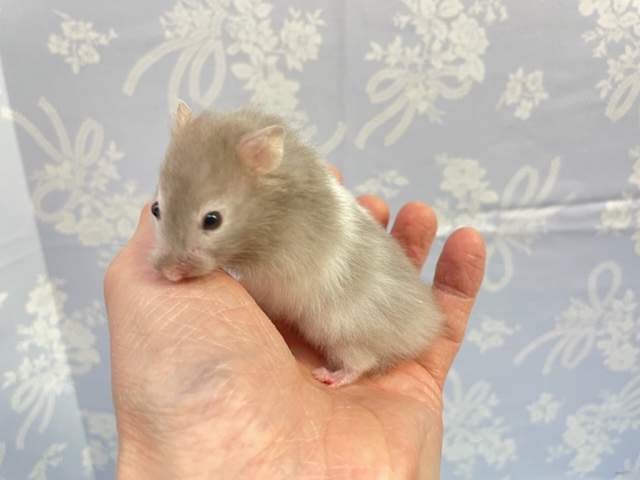 ゴールデンハムスター