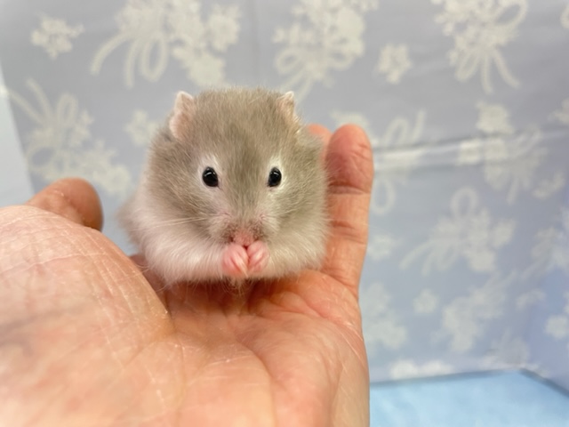 ゴールデンハムスター