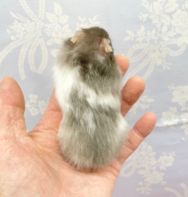 ゴールデンハムスター