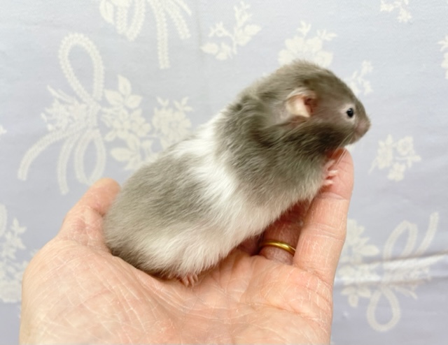 ゴールデンハムスター