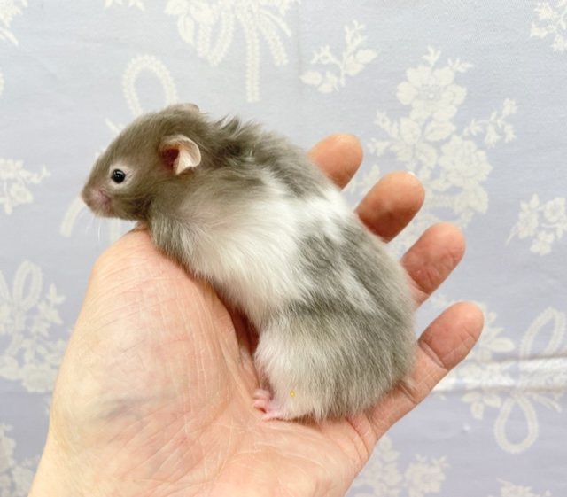 ゴールデンハムスター