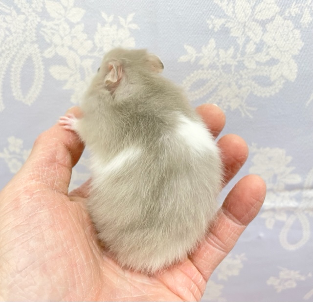 ゴールデンハムスター