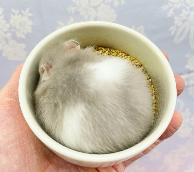 ゴールデンハムスター