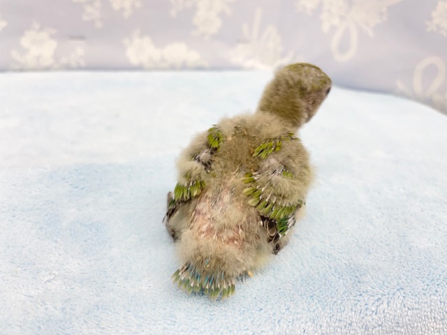 コザクラインコ（小桜インコ）