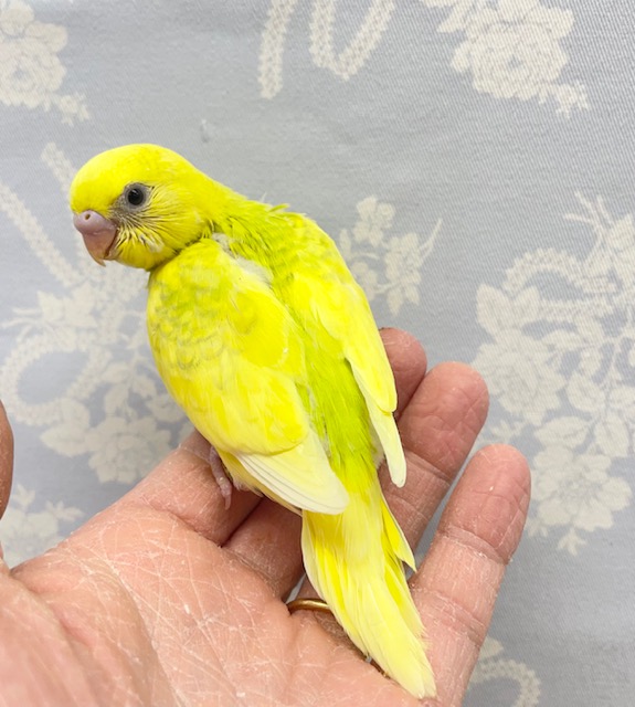 セキセイインコ