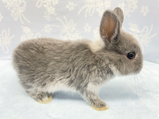 ネザーランドドワーフ