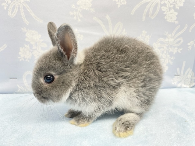 ネザーランドドワーフ