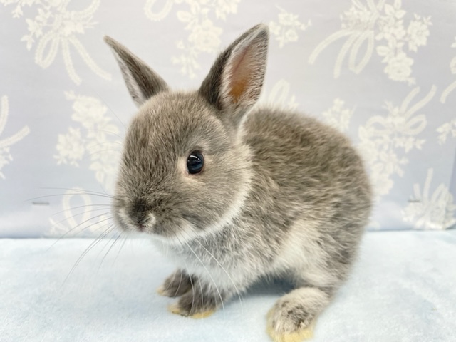 ネザーランドドワーフ