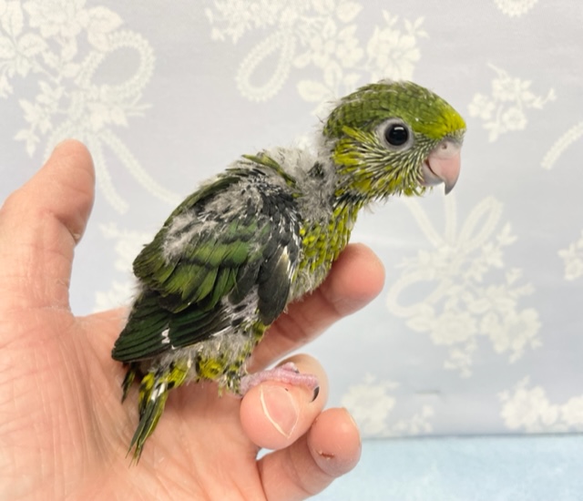 ずんぐりむっくり💛サザナミインコ(ノーマル) 2022年2月生まれ サザナミインコ