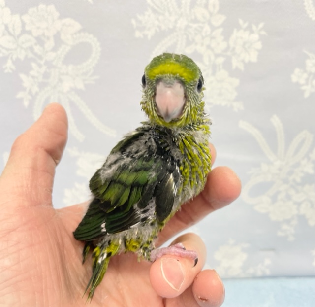 ずんぐりむっくり💛サザナミインコ(ノーマル) 2022年2月生まれ サザナミインコ