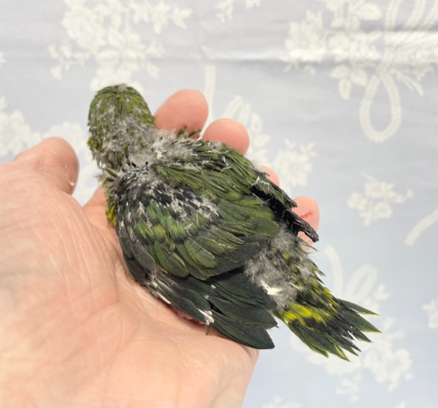 ずんぐりむっくり💛サザナミインコ(ノーマル) 2022年2月生まれ サザナミインコ