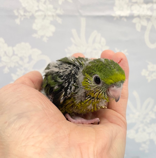 ずんぐりむっくり💛サザナミインコ(ノーマル) 2022年2月生まれ サザナミインコ