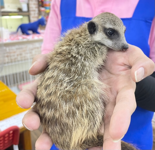 ミーアキャット