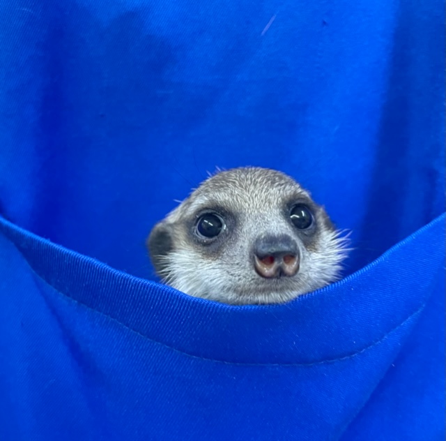 ミーアキャット