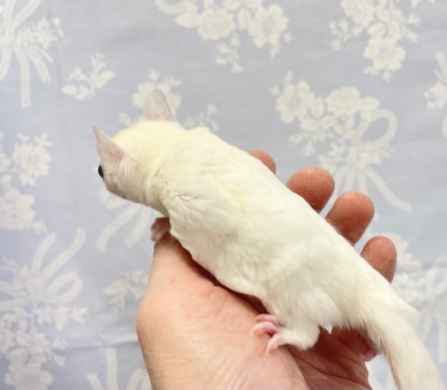 フクロモモンガ